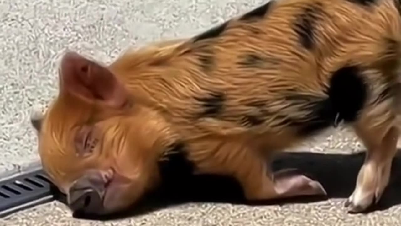 Baby Pig cute