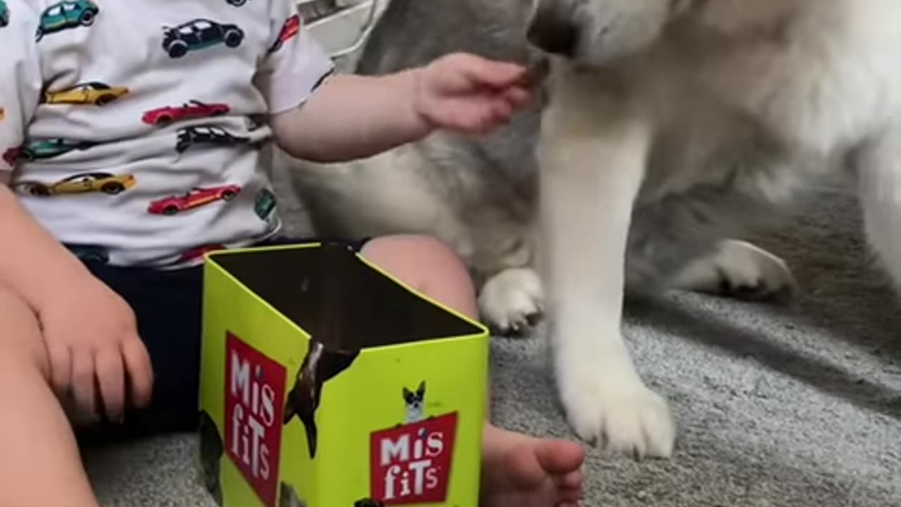 The Full 4 Year Story Of My Husky & Baby Becoming Best Friends!! [WITH MUSIC!]