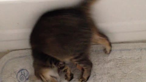 Cute and funny cat video to make you smile