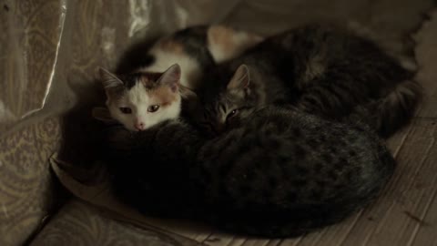 Three cats sleep together warming each other. Close-up