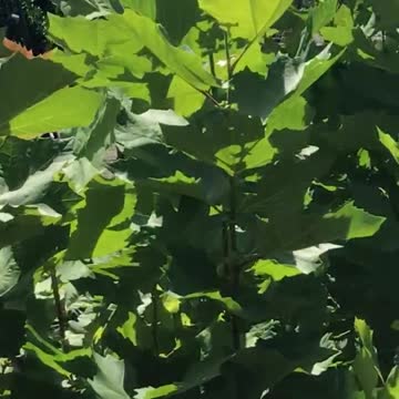 American sycamore trees at Highland Hill Farm call us at 215 651 I