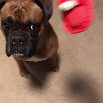 When you get pickaxed by your own toy