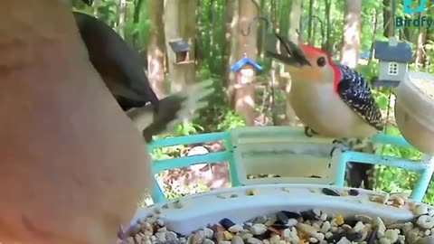 Red bellied woodpecker secret weapon 😱😊