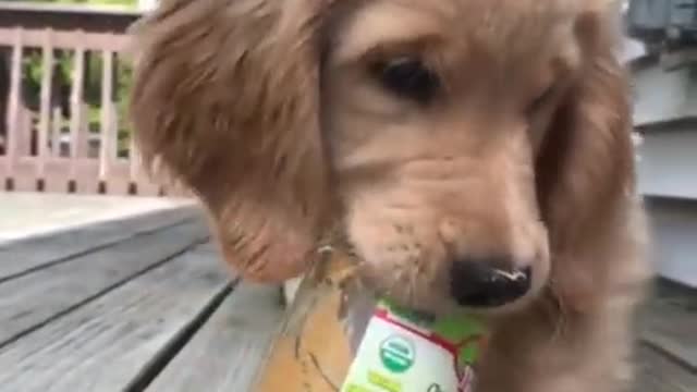 Funniest & cutest Golden retriever