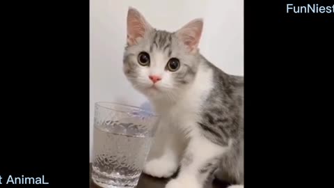 Cute funny cat || naughty cat || FunNiest AnimaL