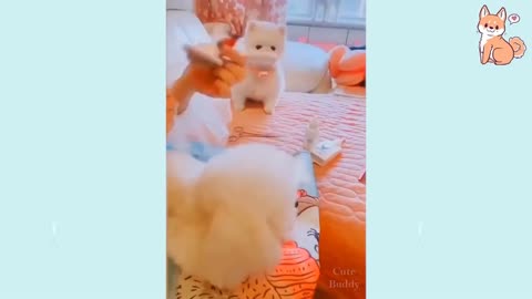Cute Puppies 😍Cute Funny and Smart Dogs Compilation
