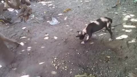 Funny fighting video monkey with dog