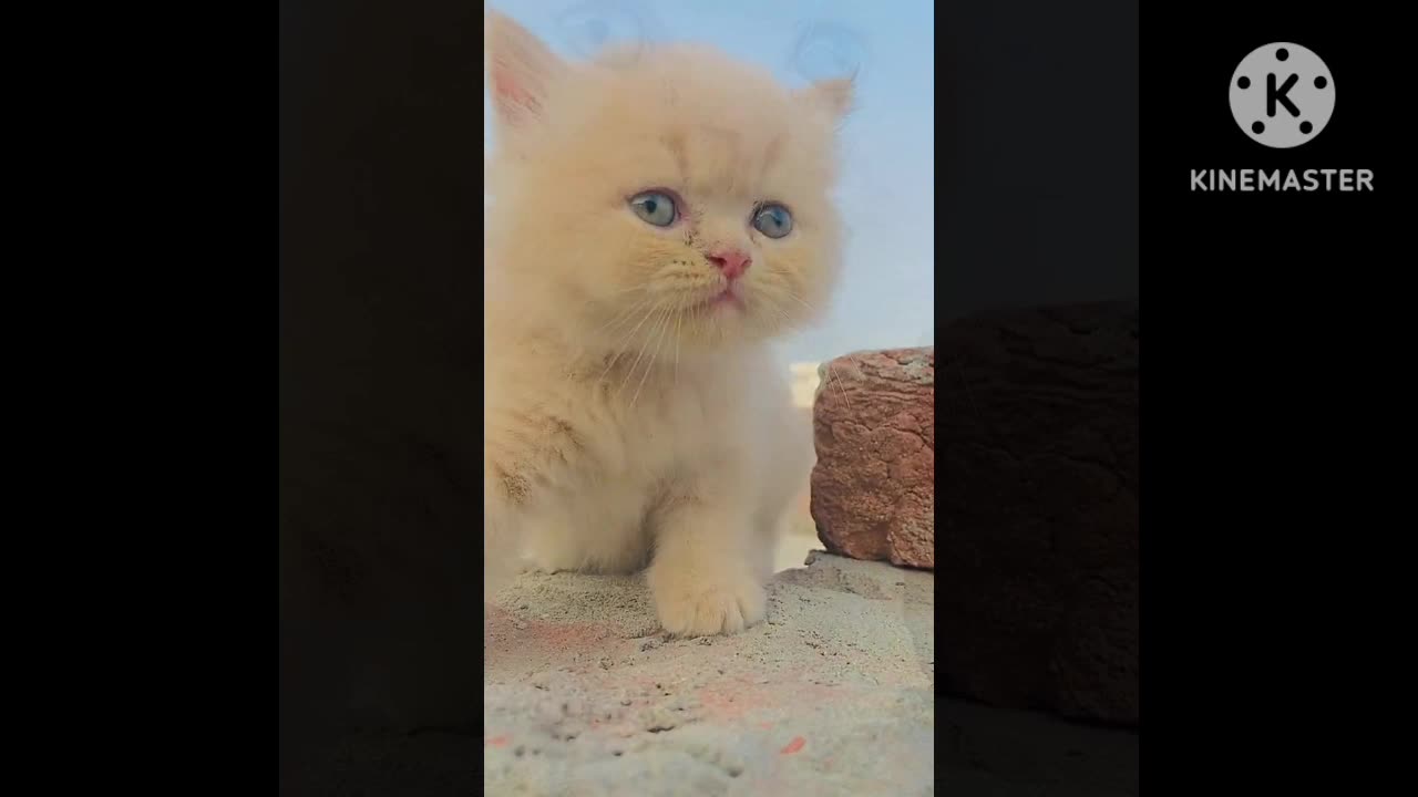 Lovely cat,baby cat video #,funny cat video