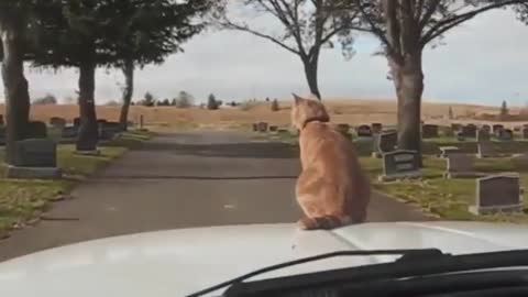 Riding cat