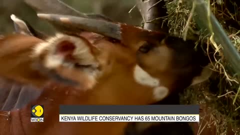 Poached for their meat, mountain Bongos are on the verge of extinction