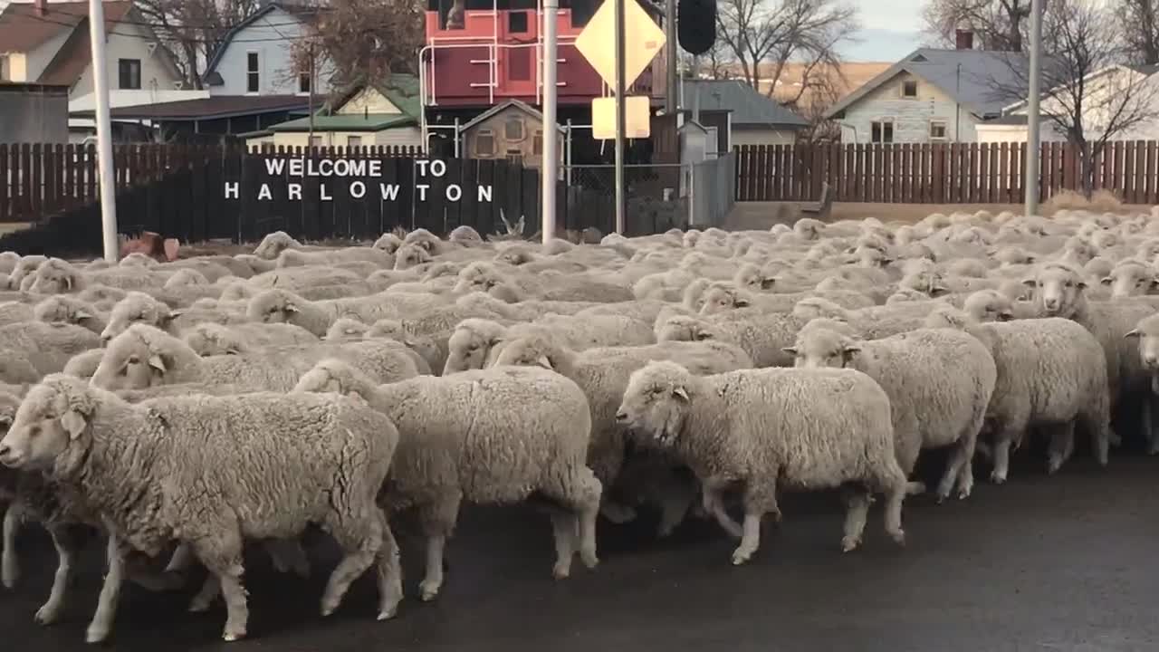 How to Herd Hundreds of Sheep