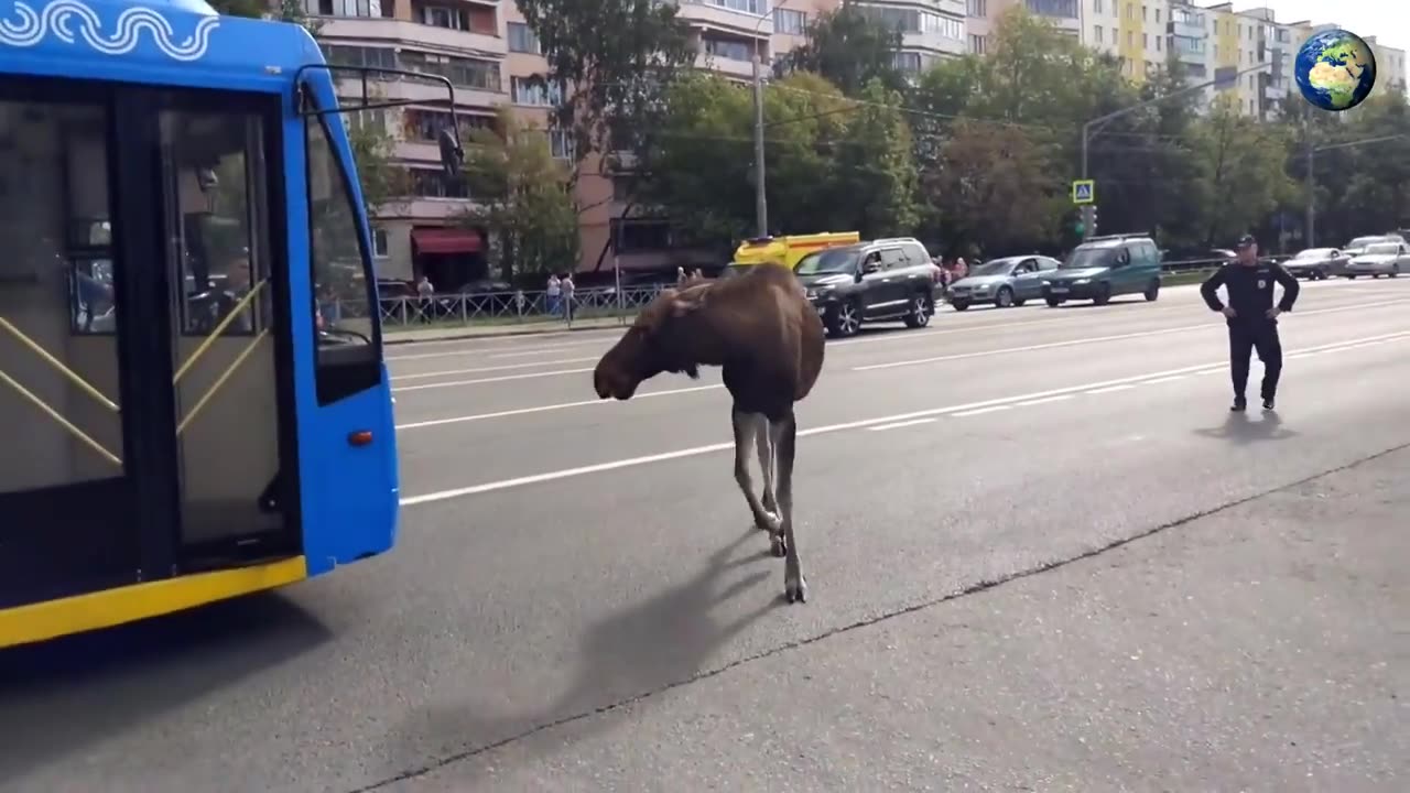 How the police caught a moose in Moscow