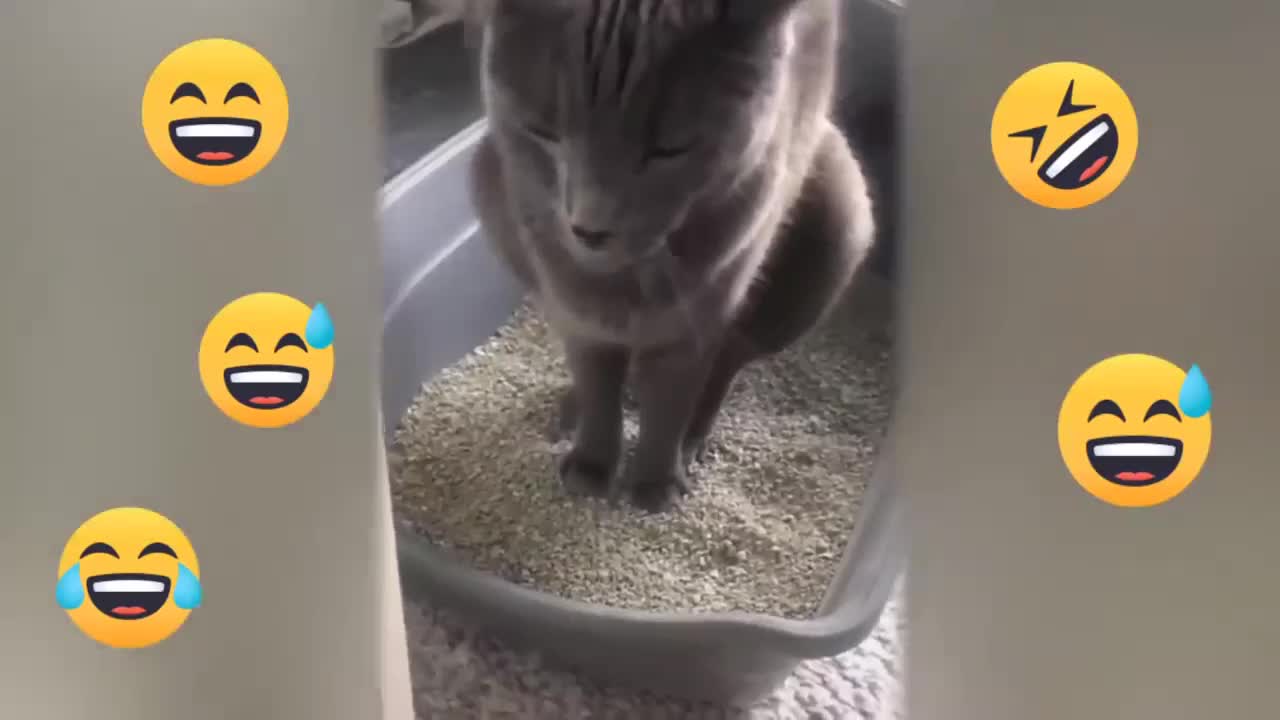 funny Cat - Dam damdadaaamm