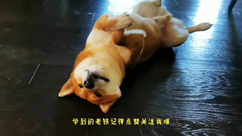 Is Shiba Inu easy to raise?