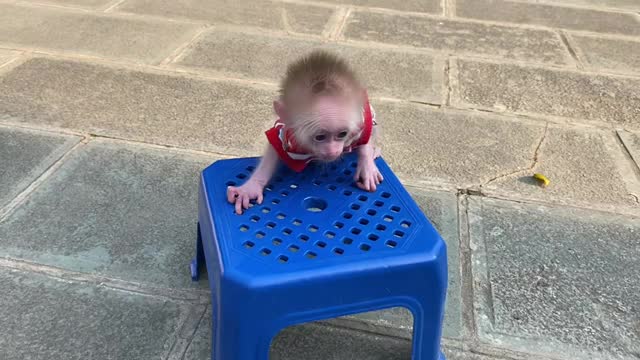 Monkey Baby Tom - monkey tom competes for the dog tom's chair