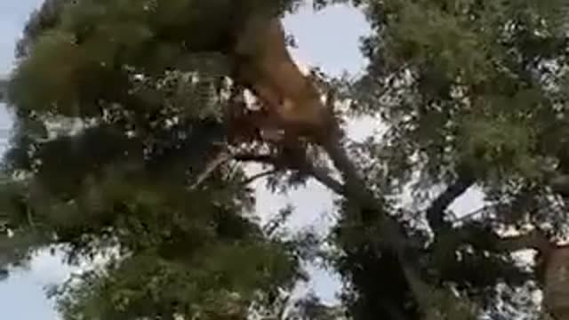lion vs cheetah