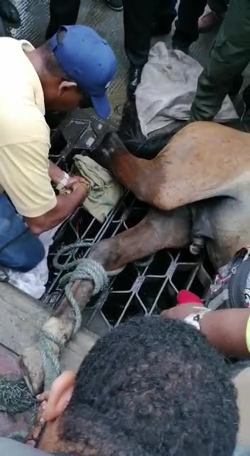 Rescate de caballo atrapado en rejilla de desagüe