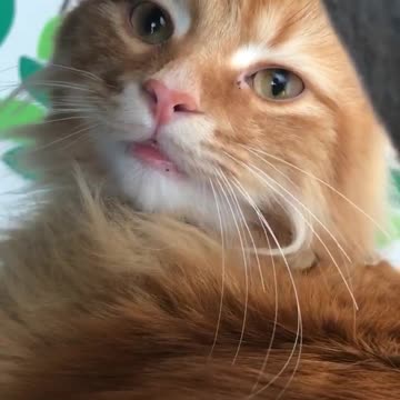 Kitten Supported While Sat On A Book n