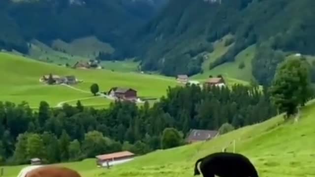 Amazing footage of animals in Switzerland!