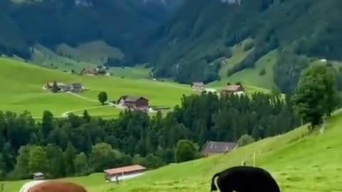 Amazing footage of animals in Switzerland!