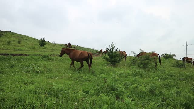 The Free horses of Jeju Island