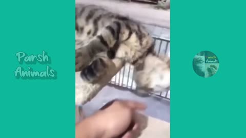 Most Famous Animals Fun Here 2023