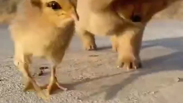 Cute puppy and chicks are playing together