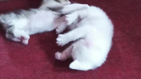 Cat playing