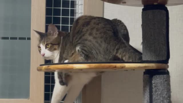 Cat looking out the window in a cute posture