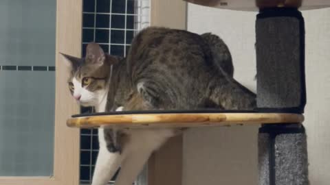 Cat looking out the window in a cute posture