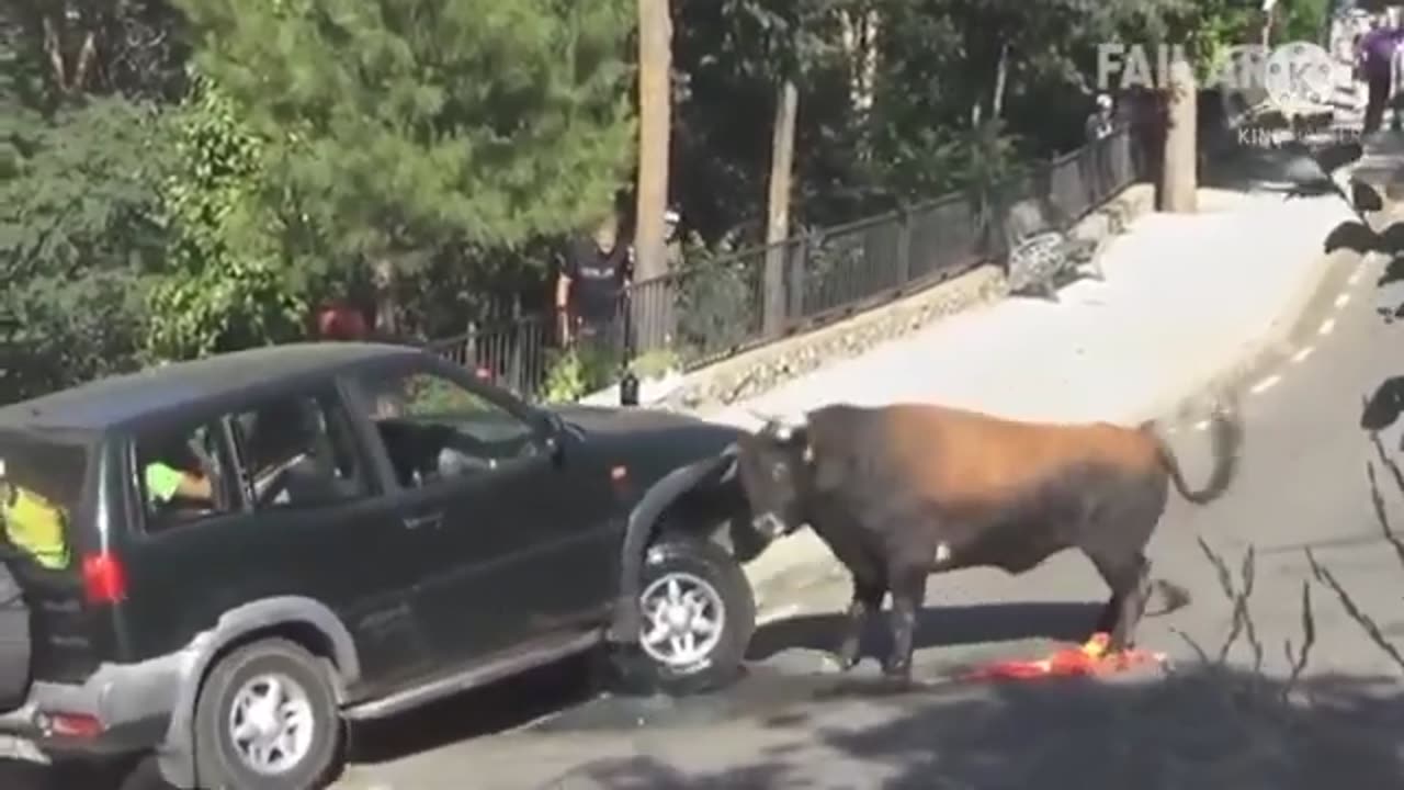 BULL vs. CAR funny clips