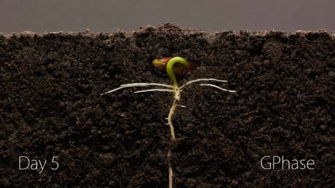 Bean Time lapse - 25 days