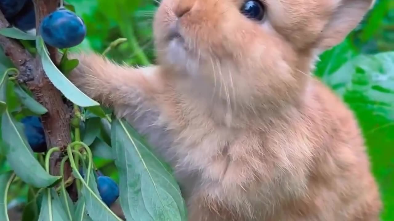 Funny Bunny