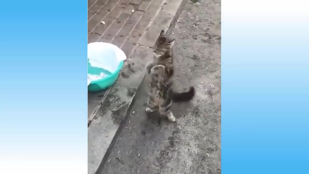 Cute Pets Compilation animals lover
