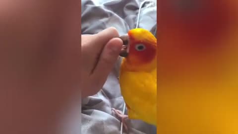 Funny bird