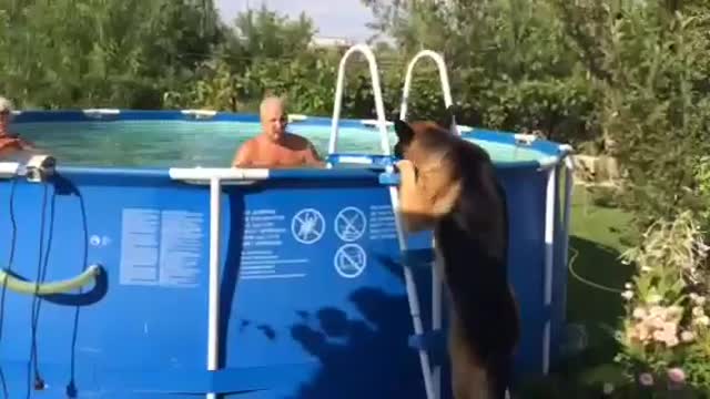 Clever dog trying to swim! exiting the pool through the filter makes perfect sense.