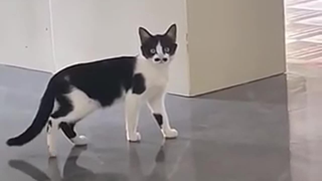 Amazing cat 🐈‍⬛ trending video