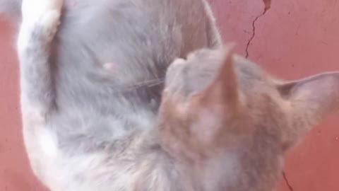 Mi gatito
