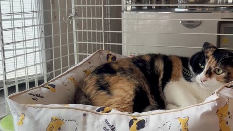 Rabbit Bullies Cat out of Bed