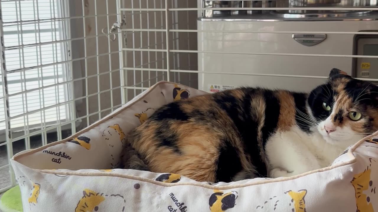 Rabbit Bullies Cat out of Bed