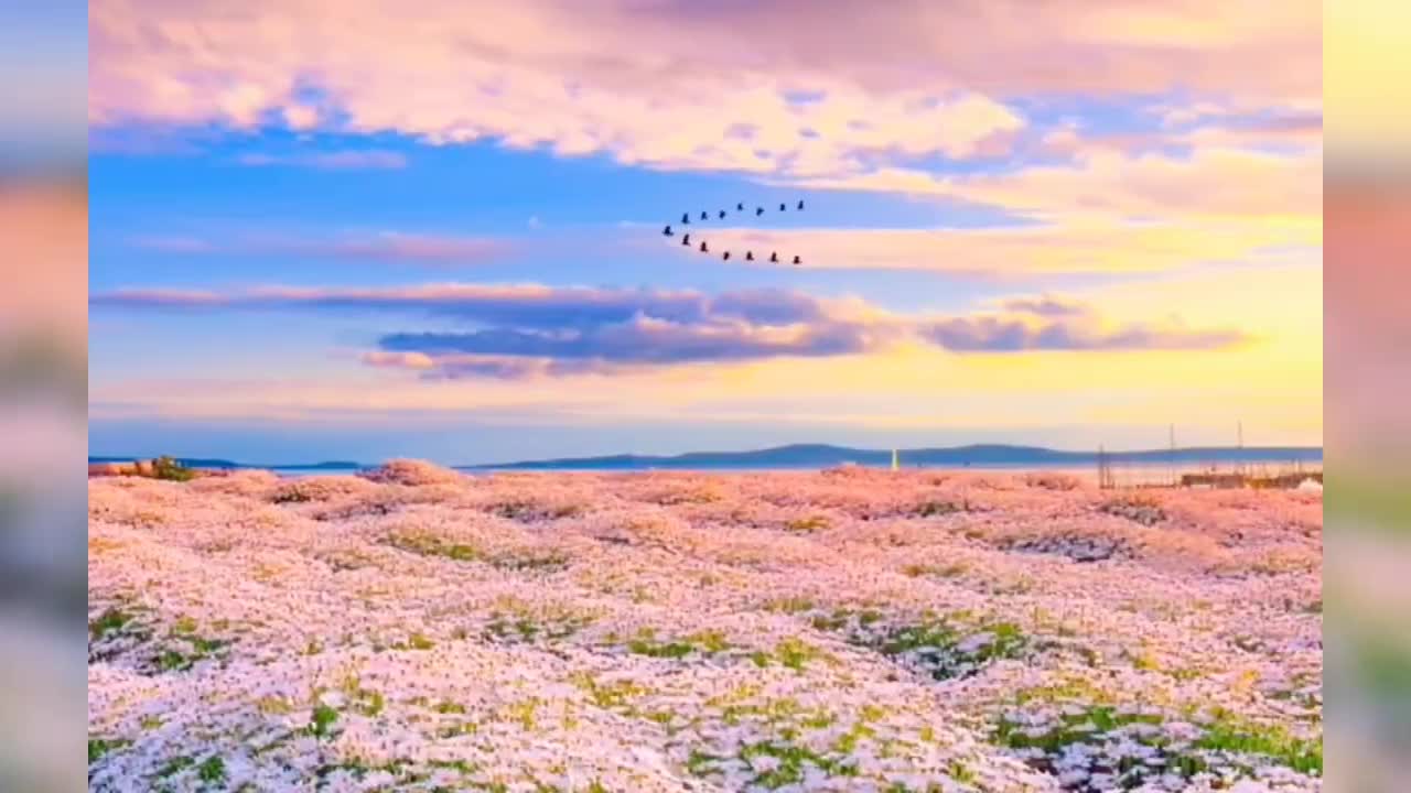 Flower fields under the setting sun