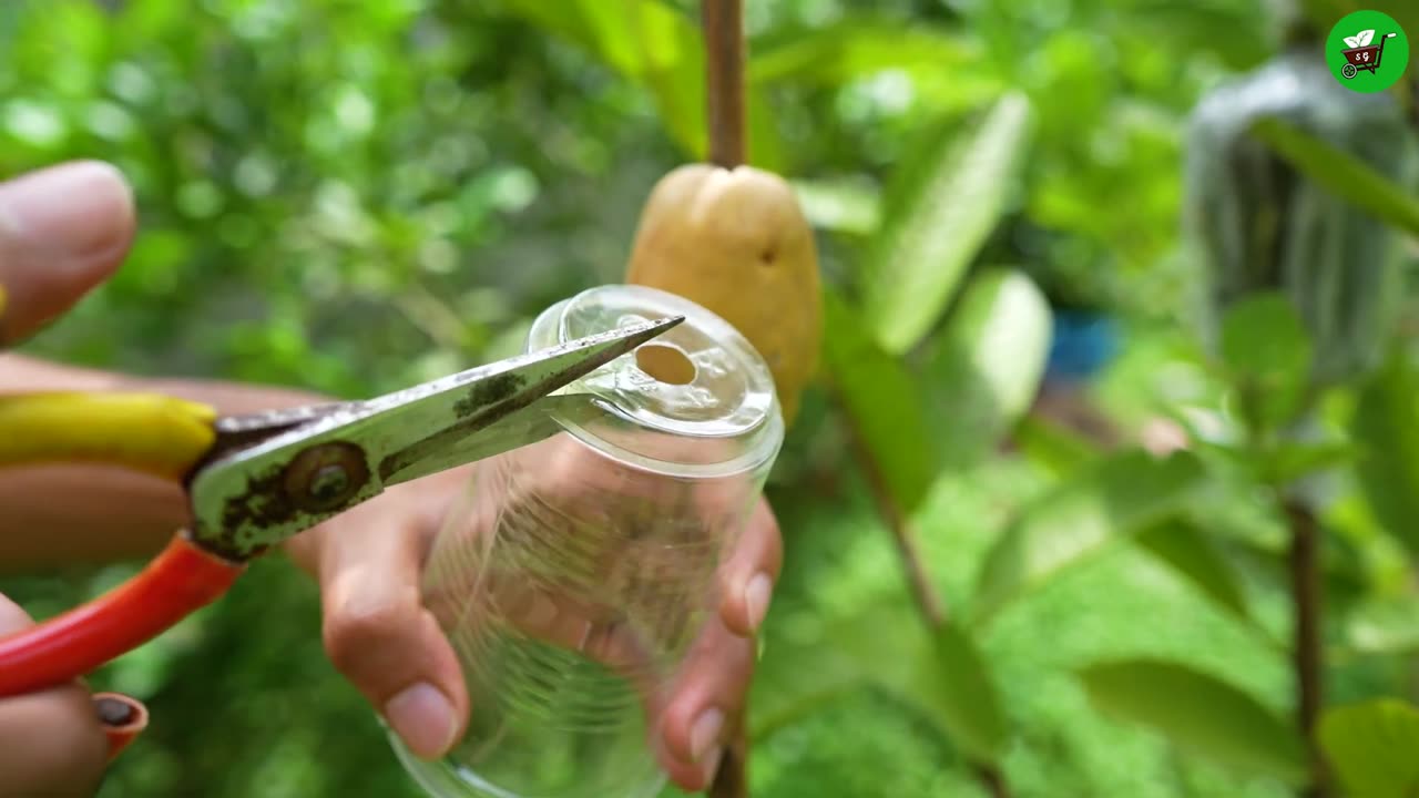 🌿Ready to grow your own guava tree at home_ Great idea on how to propagating guava tree! #gardening