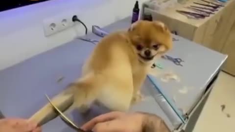 New style dog tail hair cutting 🐕