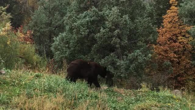 Just a bear doing bear things 🤷‍♂️