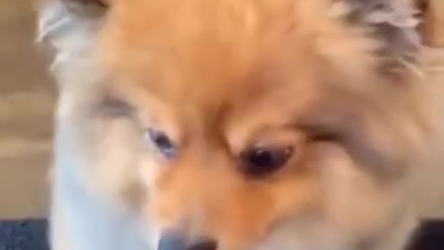 ---- - Best Funny Animal Videos --__2021__short(720P_HD