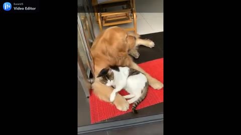 Golden retriever taking care and give lullaby to his cat .mp4