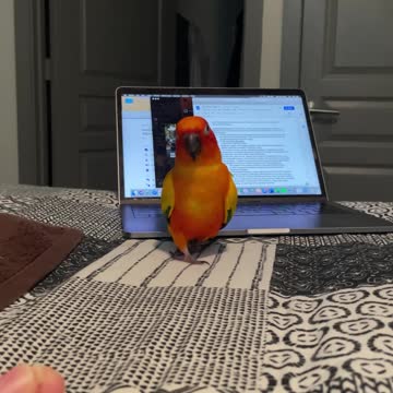 Bird struts like a dinosaur