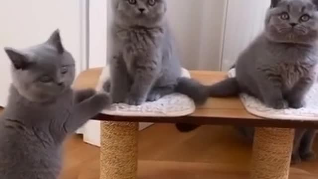 Cats are so funny not to mention cute:) !!!