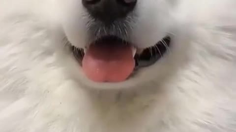 Cute Dogs.Ear Tricks by Funny Dog.Funny Dog Videos