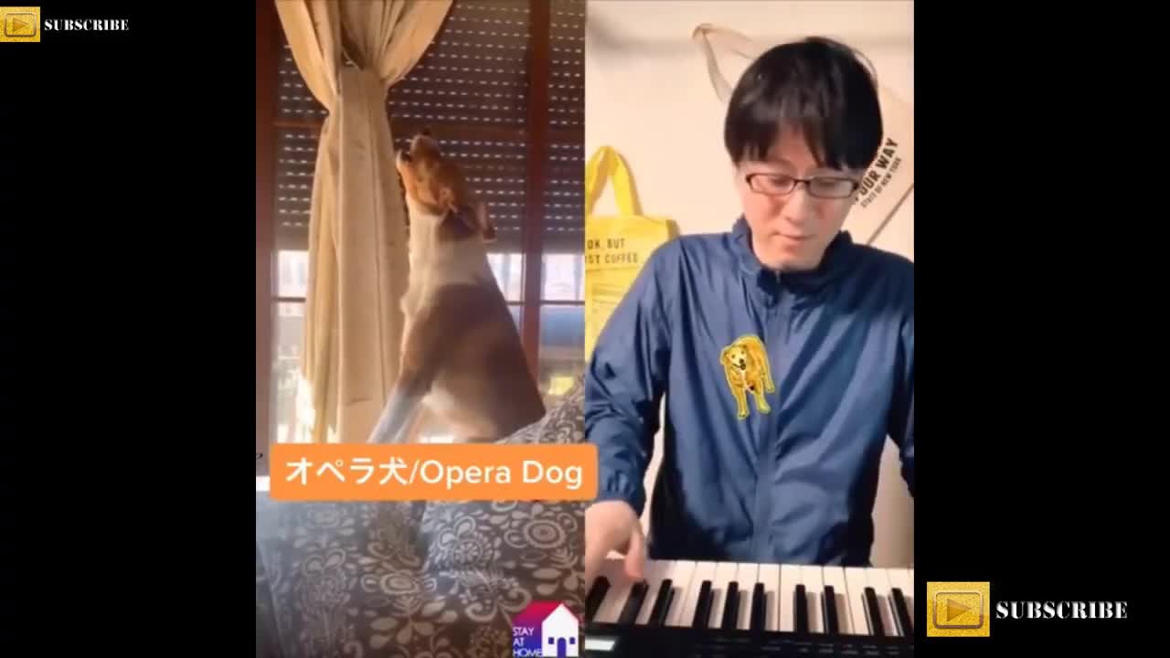 FUNNIEST ANIMALSπππ±βπ